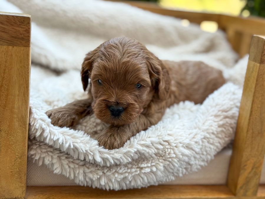 Honey-&-Luka-Toy-Cavoodles-Litter