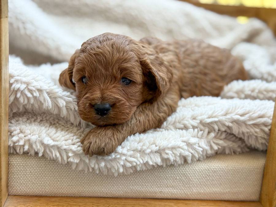 Honey-&-Luka-Toy-Cavoodles