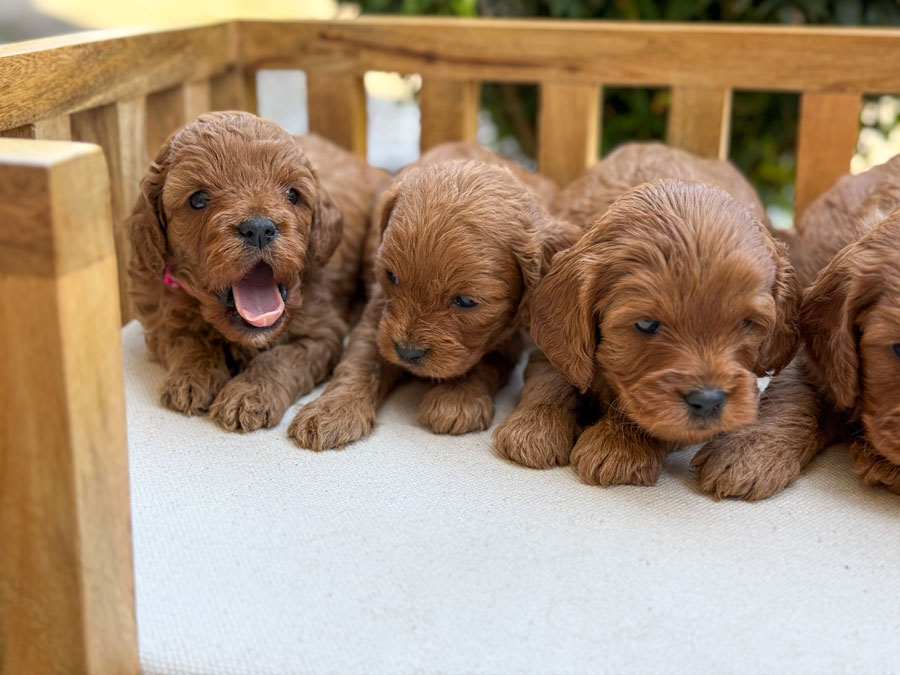 Honey-Luka-ToyCavoodles-Group