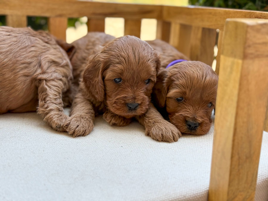Honey-Luka-ToyCavoodles-Litter