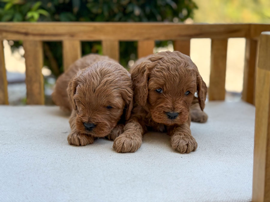 Honey-Luka-ToyCavoodles