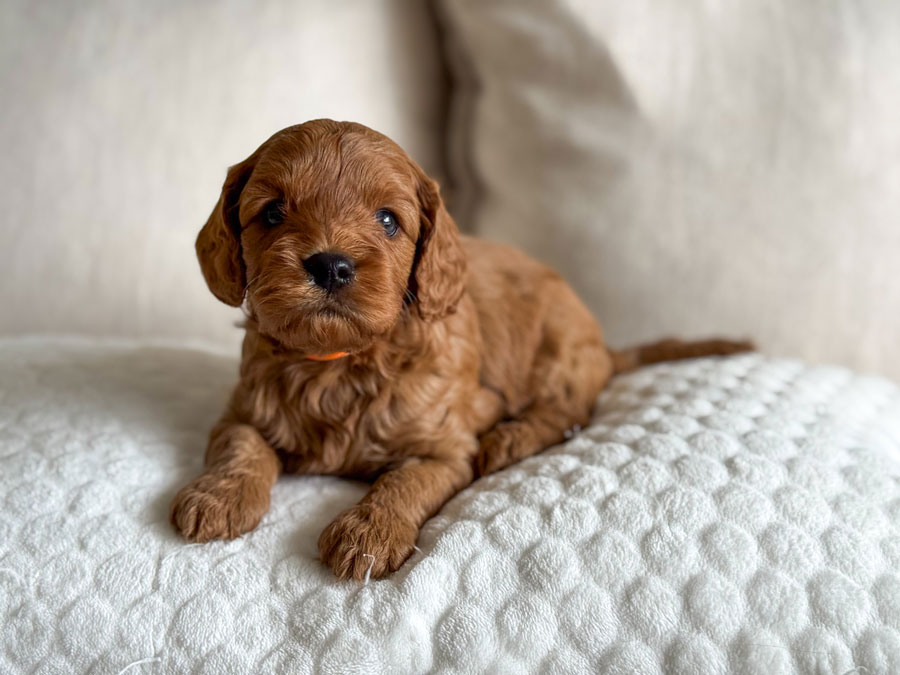 Ruby-&-Luka-Litter-1