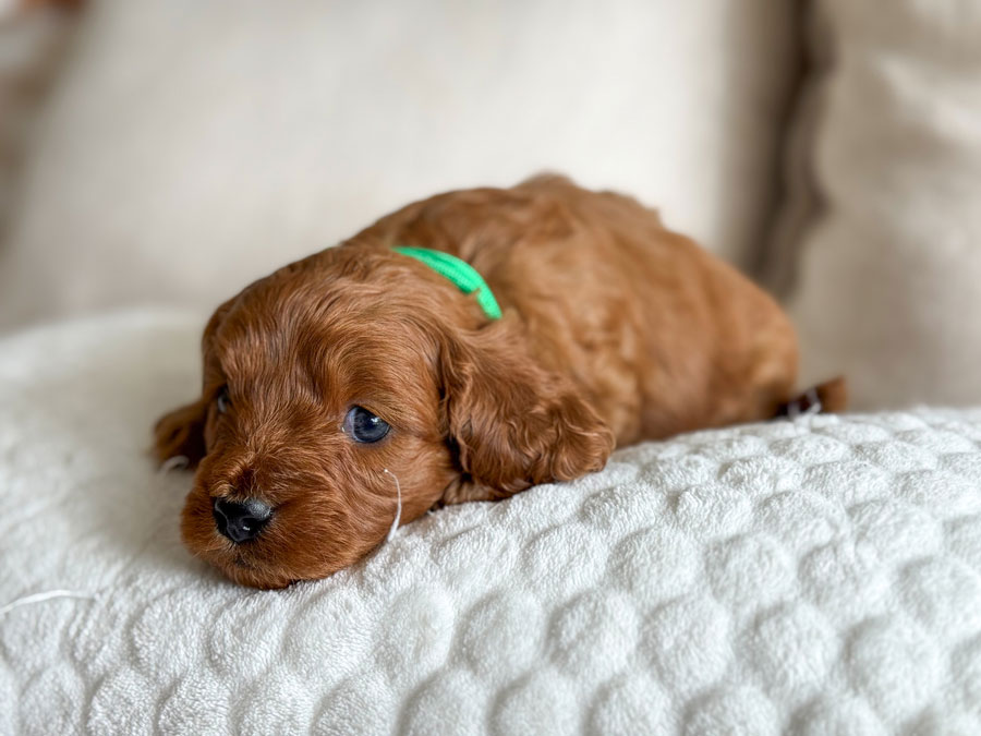 Ruby-&-Luka-Toy-Cavoodles-Litter